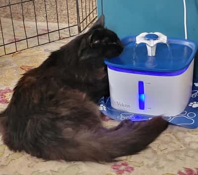 veken stainless steel pet fountain reviews