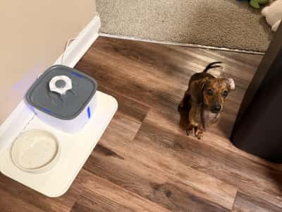 veken pet water fountain reviews